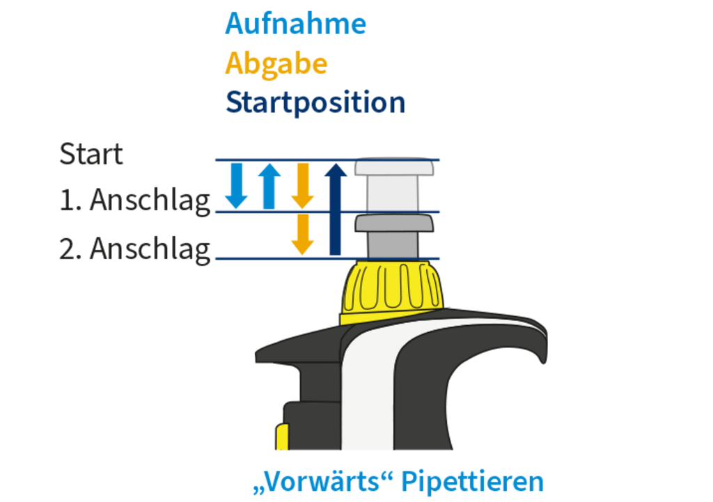 Illustration des Vorwärts-Pipettierens mit Handpipette, inklusive Startposition sowie erstem und zweitem Anschlag.